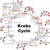 Nerd Alert!! Studied the Krebs Cycle? You're Going to Love This ...