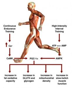 high intensity interval training vs endurance